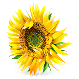 Sunflower PNG-13376